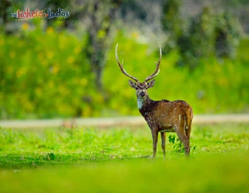 Bandipur National Park