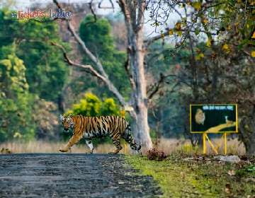 Tadoba National Park